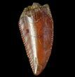 Serrated Raptor Tooth - Morocco #66321-1